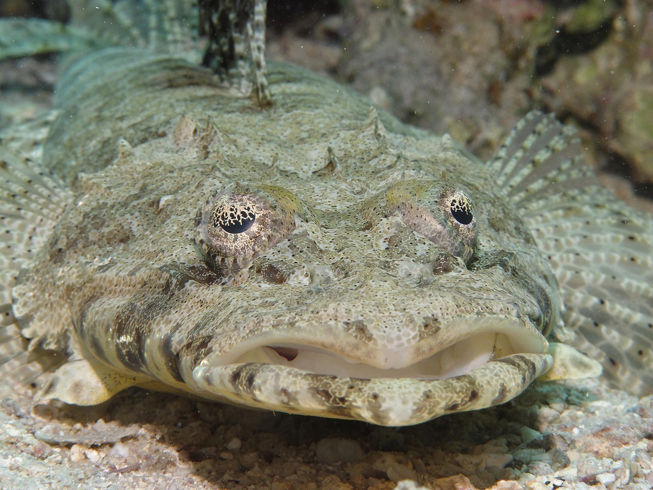 殺埃及魚最簡單方法
