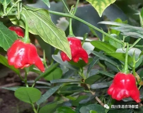 觀賞辣椒盡量少吃