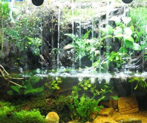 水族生態(tài)揭秘水族生態(tài)揭秘魚缸清潔技巧掌握正確的清潔技巧：如何打理一個(gè)放了很久的魚缸