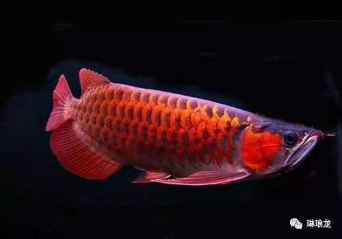 如何控制BD魟魚缸內pH值：bd魟魚適宜的ph值范圍,如何監測魚缸內的ph值 如何控制BD魟魚缸內pH值：bd魟魚適宜的ph值范圍,如何監測魚缸內的ph值 魚缸百科 第1張