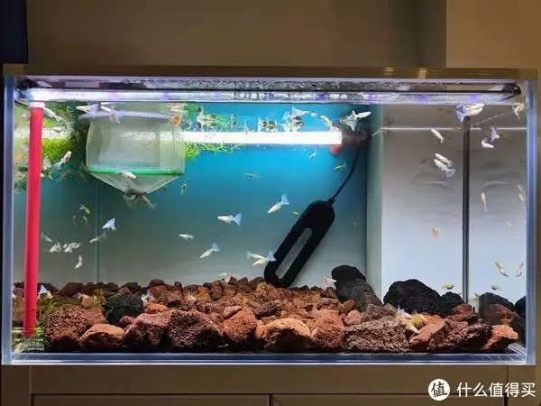 養魚并不難，注意這4個容易忽略的地方，你也可以是養魚能手“少女厭世風”火了，家長看的心驚膽戰：這和沒穿有什么區別？
