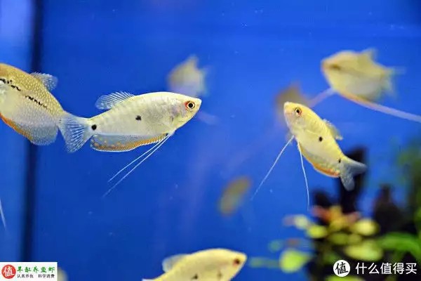 養魚并不難，注意這4個容易忽略的地方，你也可以是養魚能手“少女厭世風”火了，家長看的心驚膽戰：這和沒穿有什么區別？
