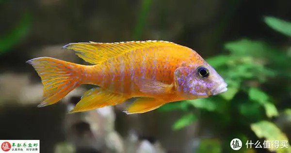 養魚并不難，注意這4個容易忽略的地方，你也可以是養魚能手“少女厭世風”火了，家長看的心驚膽戰：這和沒穿有什么區別？