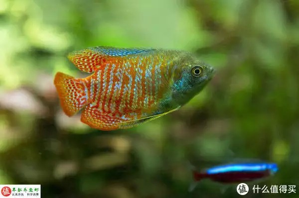 養魚并不難，注意這4個容易忽略的地方，你也可以是養魚能手“少女厭世風”火了，家長看的心驚膽戰：這和沒穿有什么區別？