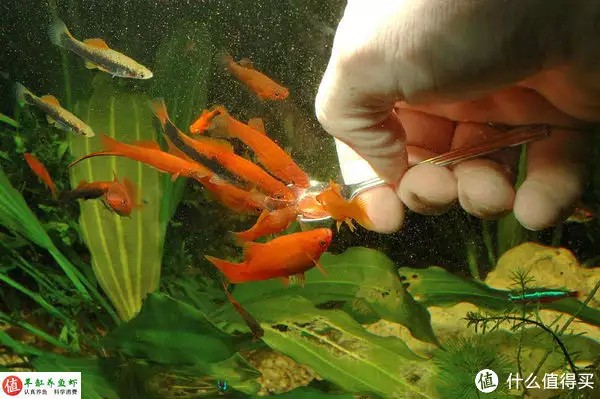 養魚并不難，注意這4個容易忽略的地方，你也可以是養魚能手“少女厭世風”火了，家長看的心驚膽戰：這和沒穿有什么區別？
