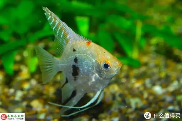 養魚并不難，注意這4個容易忽略的地方，你也可以是養魚能手“少女厭世風”火了，家長看的心驚膽戰：這和沒穿有什么區別？