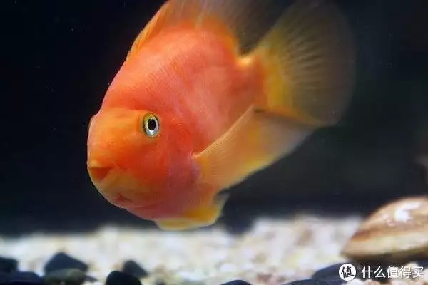 養魚并不難，注意這4個容易忽略的地方，你也可以是養魚能手“少女厭世風”火了，家長看的心驚膽戰：這和沒穿有什么區別？