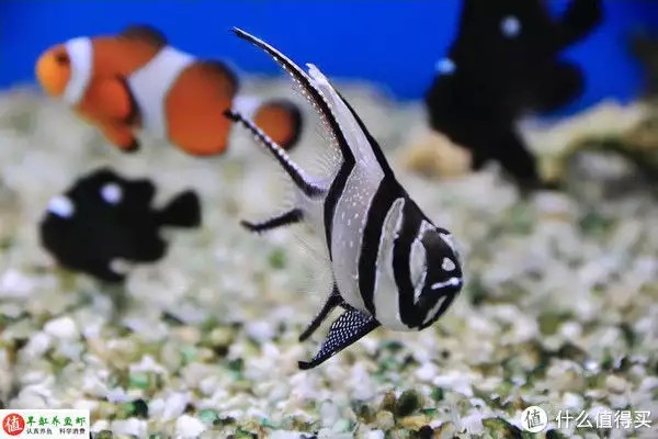 養魚并不難，注意這4個容易忽略的地方，你也可以是養魚能手“少女厭世風”火了，家長看的心驚膽戰：這和沒穿有什么區別？