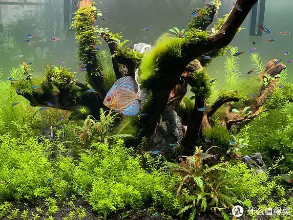 養魚并不難，注意這4個容易忽略的地方，你也可以是養魚能手“少女厭世風”火了，家長看的心驚膽戰：這和沒穿有什么區別？