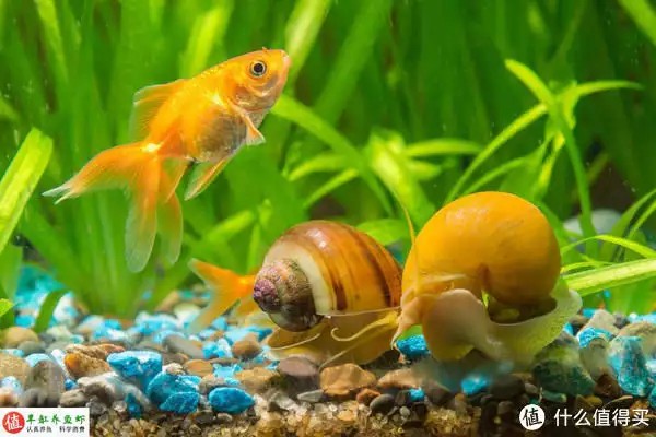 養魚并不難，注意這4個容易忽略的地方，你也可以是養魚能手“少女厭世風”火了，家長看的心驚膽戰：這和沒穿有什么區別？
