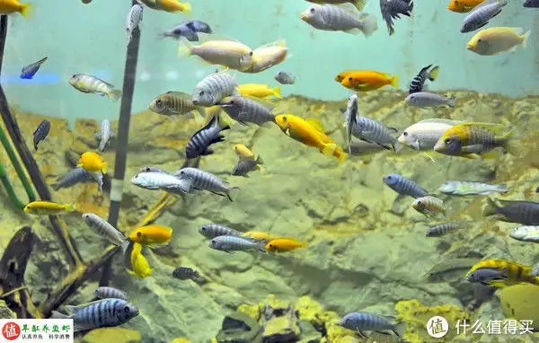 養魚并不難，注意這4個容易忽略的地方，你也可以是養魚能手“少女厭世風”火了，家長看的心驚膽戰：這和沒穿有什么區別？