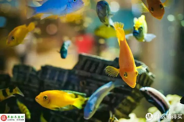 養魚并不難，注意這4個容易忽略的地方，你也可以是養魚能手“少女厭世風”火了，家長看的心驚膽戰：這和沒穿有什么區別？