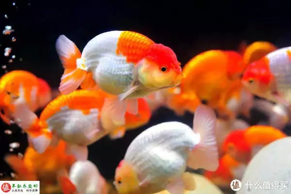 養魚并不難，注意這4個容易忽略的地方，你也可以是養魚能手“少女厭世風”火了，家長看的心驚膽戰：這和沒穿有什么區別？