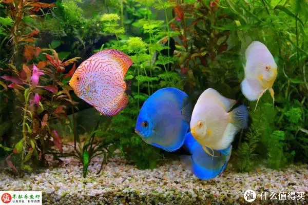 養魚并不難，注意這4個容易忽略的地方，你也可以是養魚能手“少女厭世風”火了，家長看的心驚膽戰：這和沒穿有什么區別？