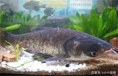 花鰱魚的養(yǎng)殖方法：花鰱魚在魚缸的養(yǎng)殖方法