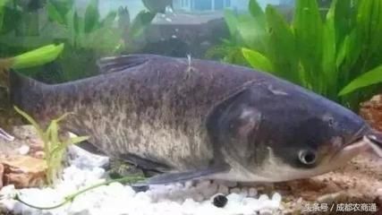 花鰱魚的養(yǎng)殖方法：花鰱魚在魚缸的養(yǎng)殖方法