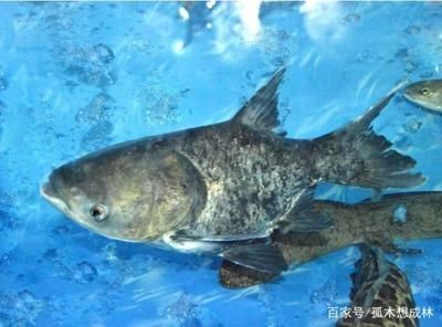 花鰱魚的養(yǎng)殖方法：花鰱魚在魚缸的養(yǎng)殖方法