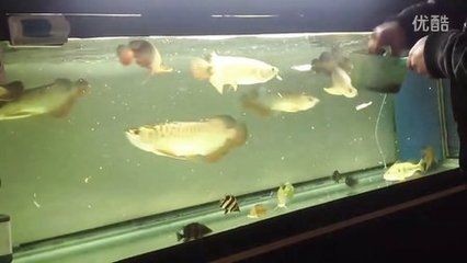龍魚進食時間和喂食頻率：龍魚在適應新環境后的2-3天可以開始進食