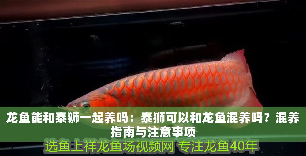 龍魚能和泰獅一起養(yǎng)嗎：泰獅可以和龍魚混養(yǎng)嗎？混養(yǎng)指南與注意事項(xiàng)