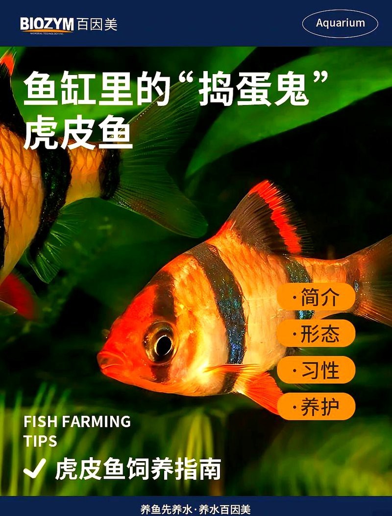四紋虎魚的圖片大全