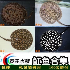 紅龍魚多少錢一天吃一頓飯,:紅龍魚多少錢一天吃一頓飯紅龍魚多少錢一天吃一頓飯 龍魚百科 第2張 紅龍魚多少錢一天吃一頓飯,:紅龍魚多少錢一天吃一頓飯紅龍魚多少錢一天吃一頓飯 紅龍魚多少錢一天吃一頓飯,:紅龍魚多少錢一天吃一頓飯紅龍魚多少錢一天吃一頓飯 龍魚百科 第2張