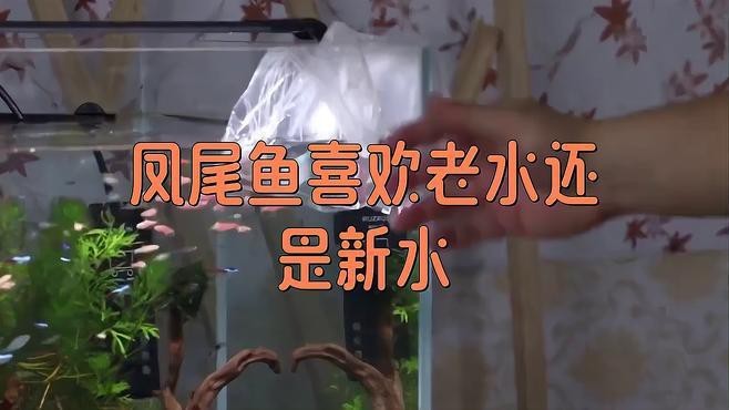 孔雀魚喜歡老水還是新水