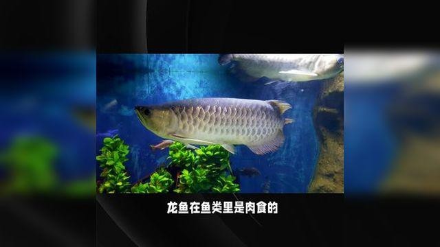 龍魚掉眼后還能恢復正常嗎？