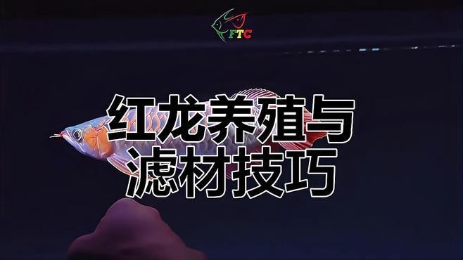 印尼紅龍魚需要什么樣的過濾系統？