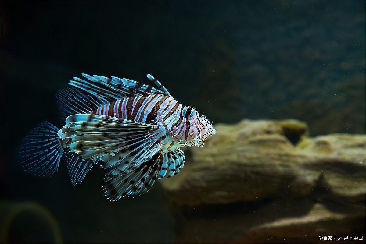 建議窮人養的魚 建議窮人養的魚 龍魚論壇 第8張