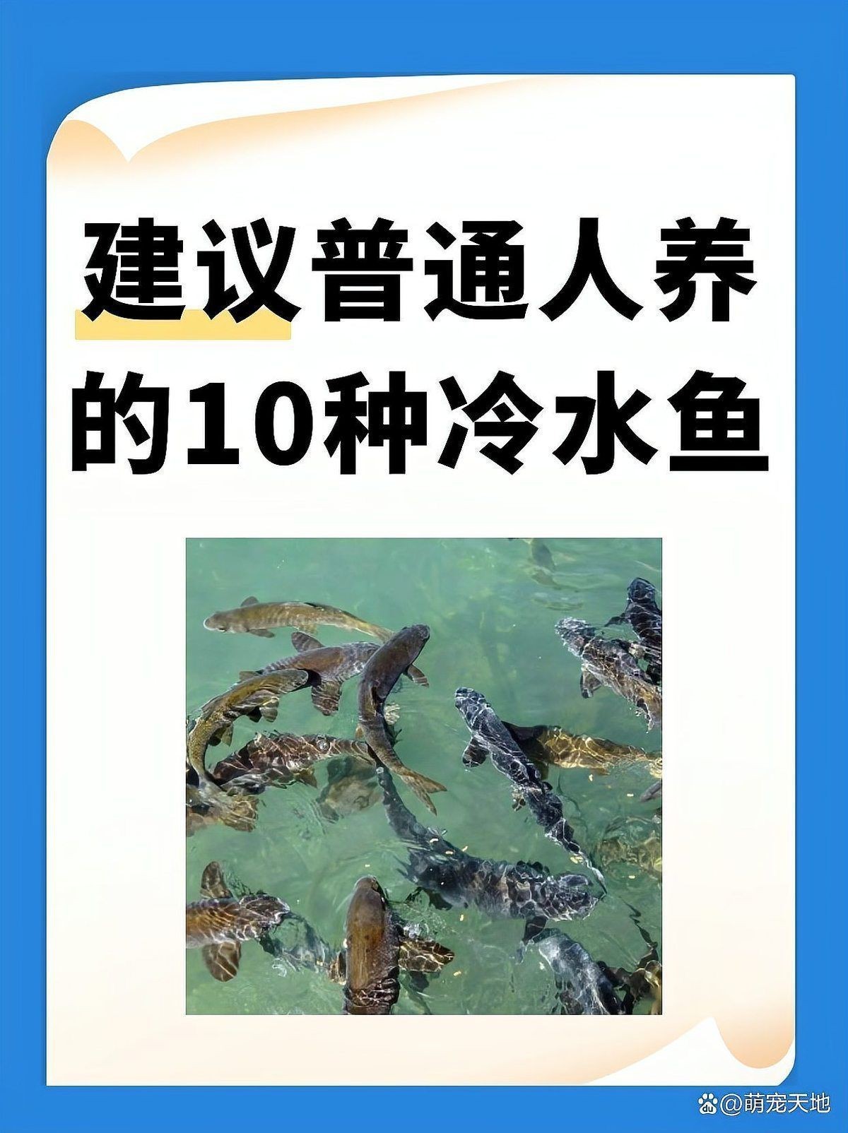 建議窮人養的魚 建議窮人養的魚 龍魚論壇 第10張