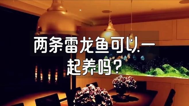 龍魚可以和雷龍混養(yǎng)嗎圖片