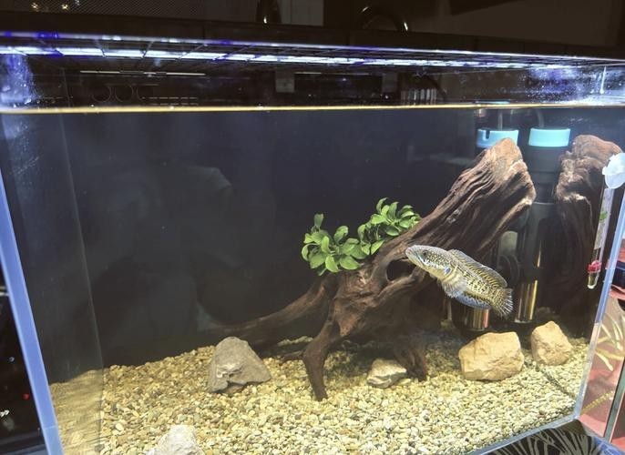 龍魚可以和雷龍混養(yǎng)嗎圖片
