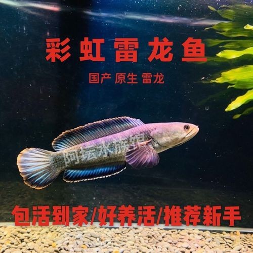 龍魚可以和雷龍混養(yǎng)嗎圖片