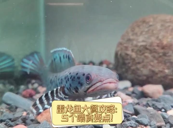 雷龍魚好吃不