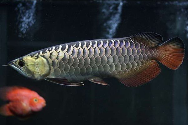 龍魚蒙眼病最簡單三個特征 龍魚蒙眼病最簡單三個特征 龍魚論壇 第5張