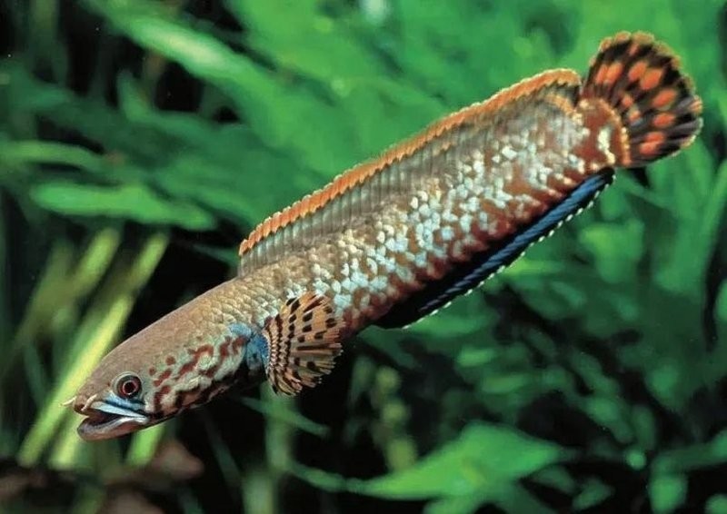 雷龍魚七彩