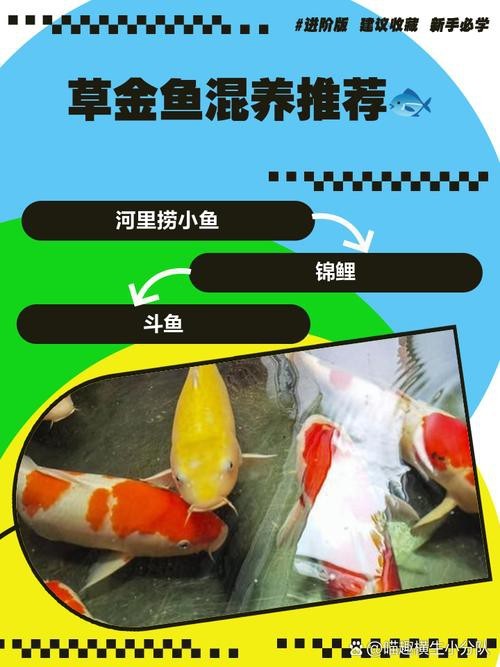 金魚混養最佳搭配圖