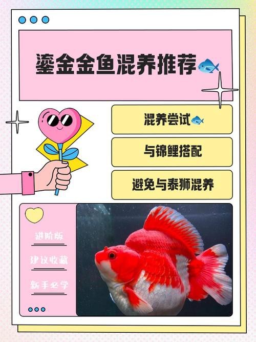 金魚混養最佳搭配圖