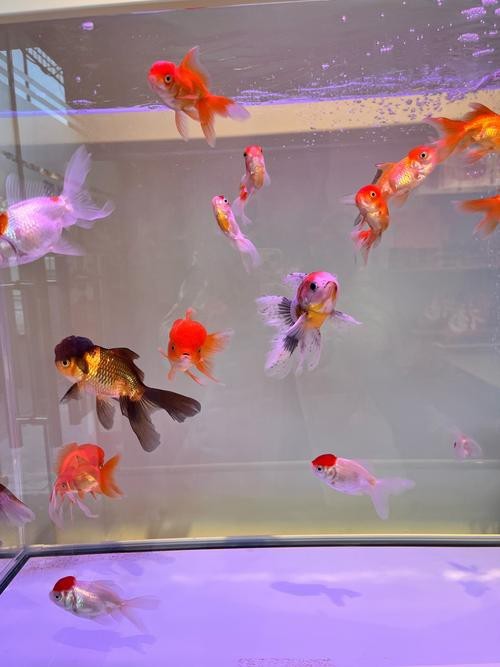 金魚混養最佳搭配圖