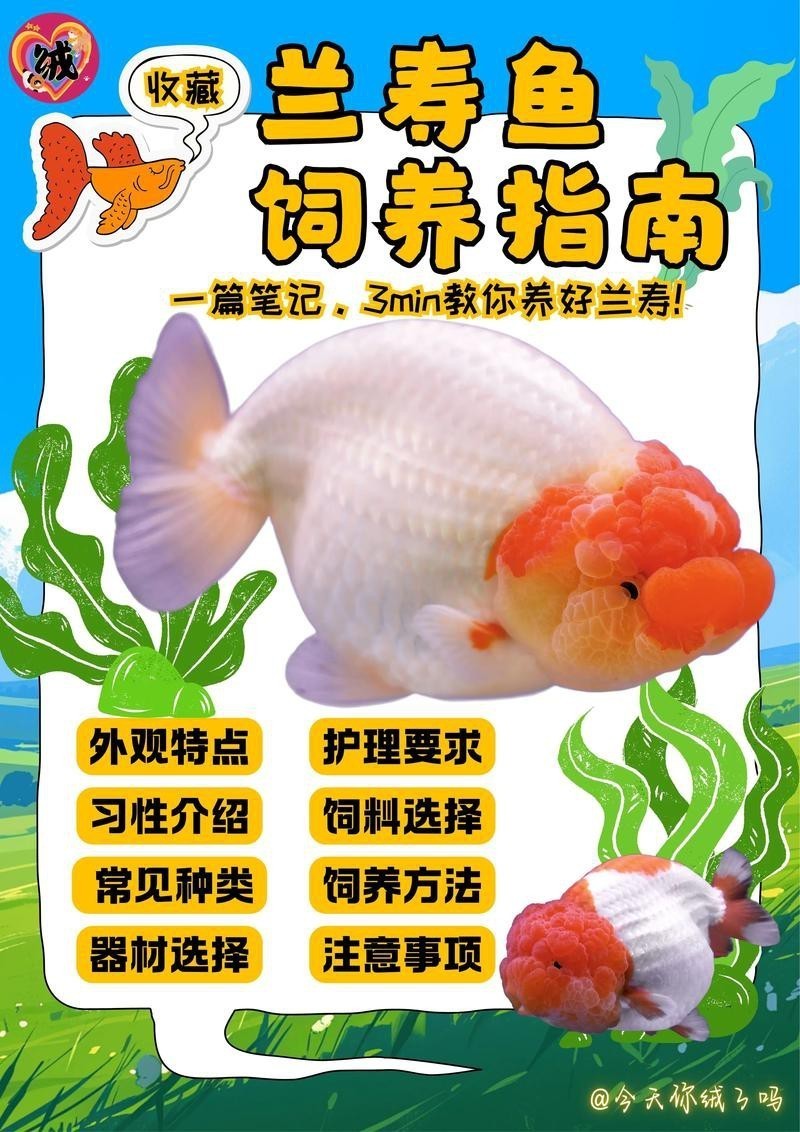 金魚混養最佳搭配圖