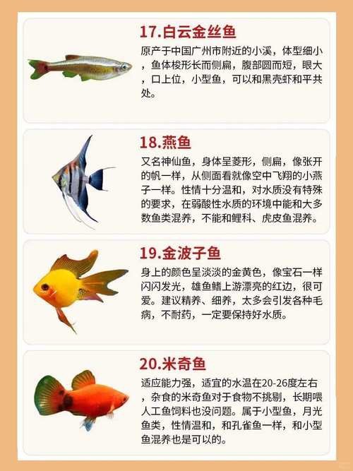 金魚混養最佳搭配圖