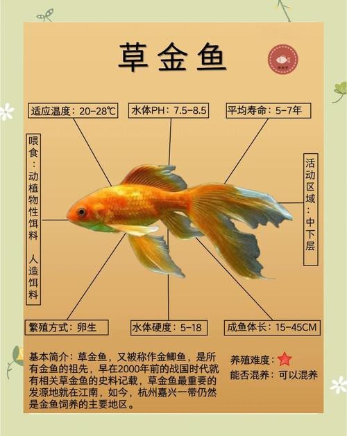 金魚混養最佳搭配圖