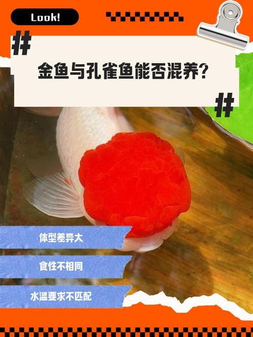 金魚混養最佳搭配圖