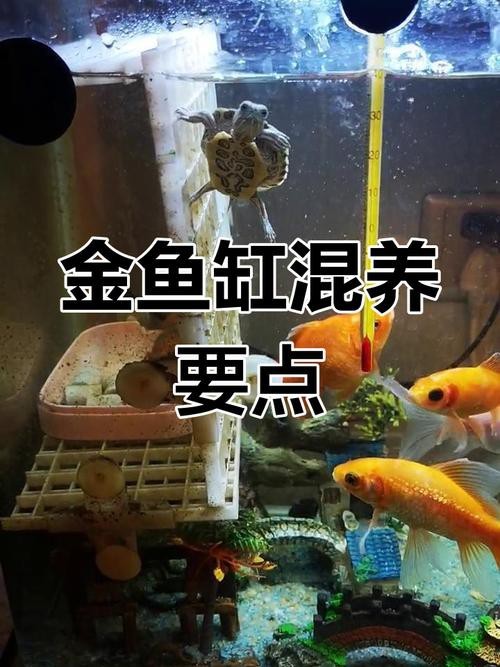 金魚混養最佳搭配圖