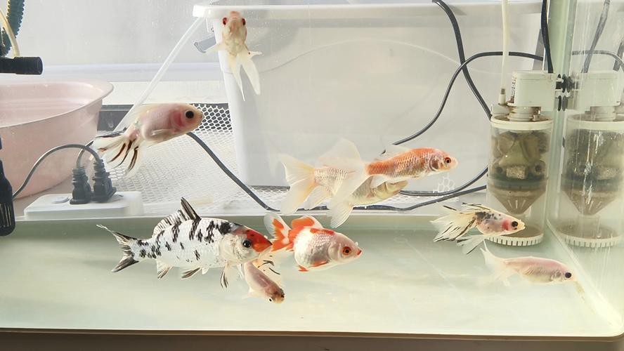 金魚混養最佳搭配圖