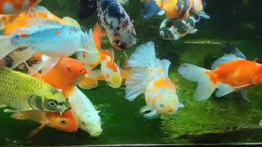 金魚混養最佳搭配圖