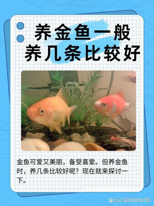 金魚混養最佳搭配圖
