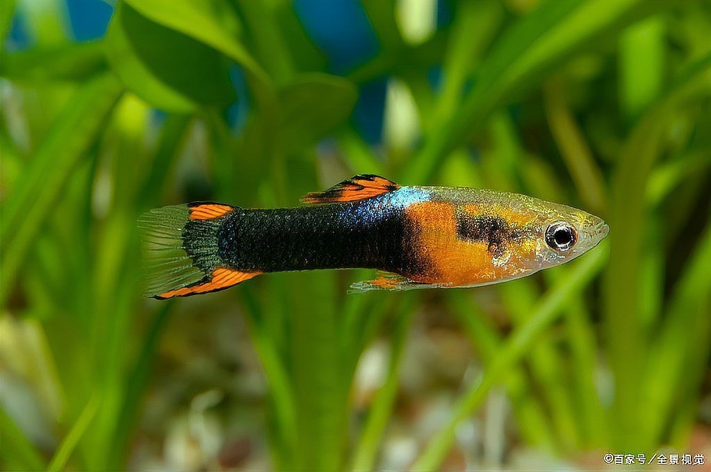 花老虎孔雀魚好養嗎