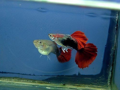 花老虎孔雀魚好養嗎
