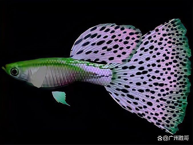 花老虎孔雀魚好養嗎